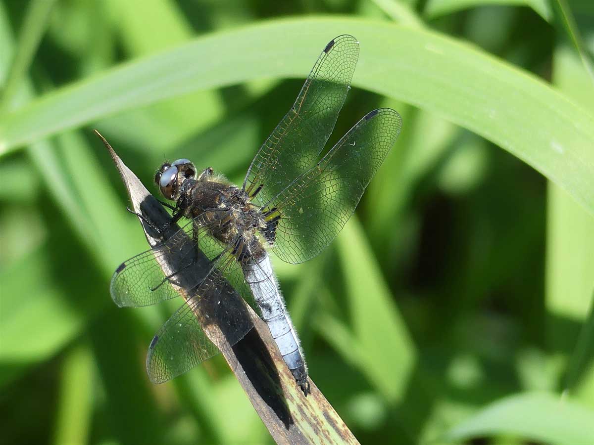 Libellula_fulva